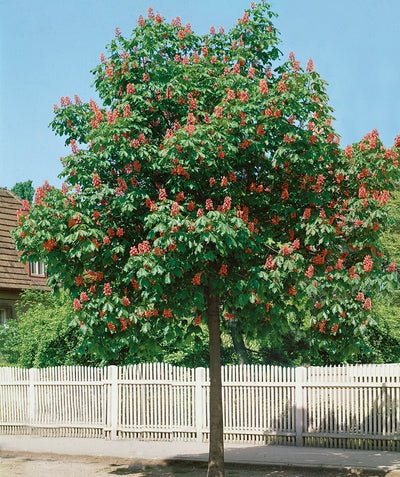 Briotti Red Horsechestnut planted in a landscape, Crinkled looking green leaves with pyramidal shaped pink flower clusters