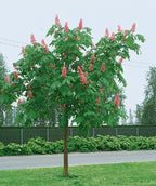 Briotti Red Horsechestnut planted in a landscape, Crinkled looking green leaves with pyramidal shaped pink flower clusters