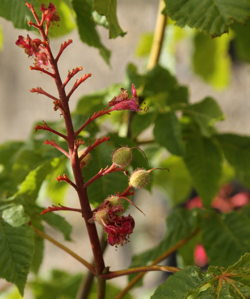 Close up of Briotti Red Horsechestnut buds, after the dark pink almost red flowers are pollinated the flowers drop and these small round fuzzy green nuts start growing