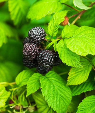 Close up of Bristol Black Raspberry, several small berries that are black in color emerging from green crinkled looking leaves