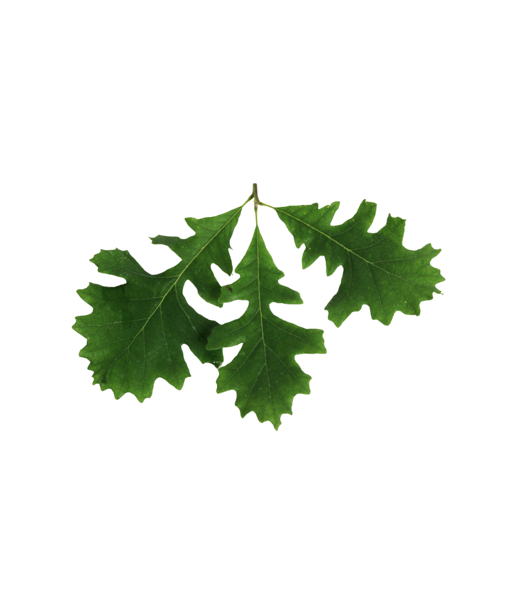 A close up of three dark green leaves belonging to the Bur Oak on a white background