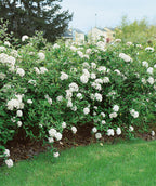 Various Burkwood Viburnum planted in a landscape, rounded clusters of small white tubular flowers emerging from dark green conical shaped foliage