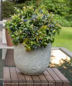 Jelly Bean Blueberry bush in gray patio planter full of blueberries