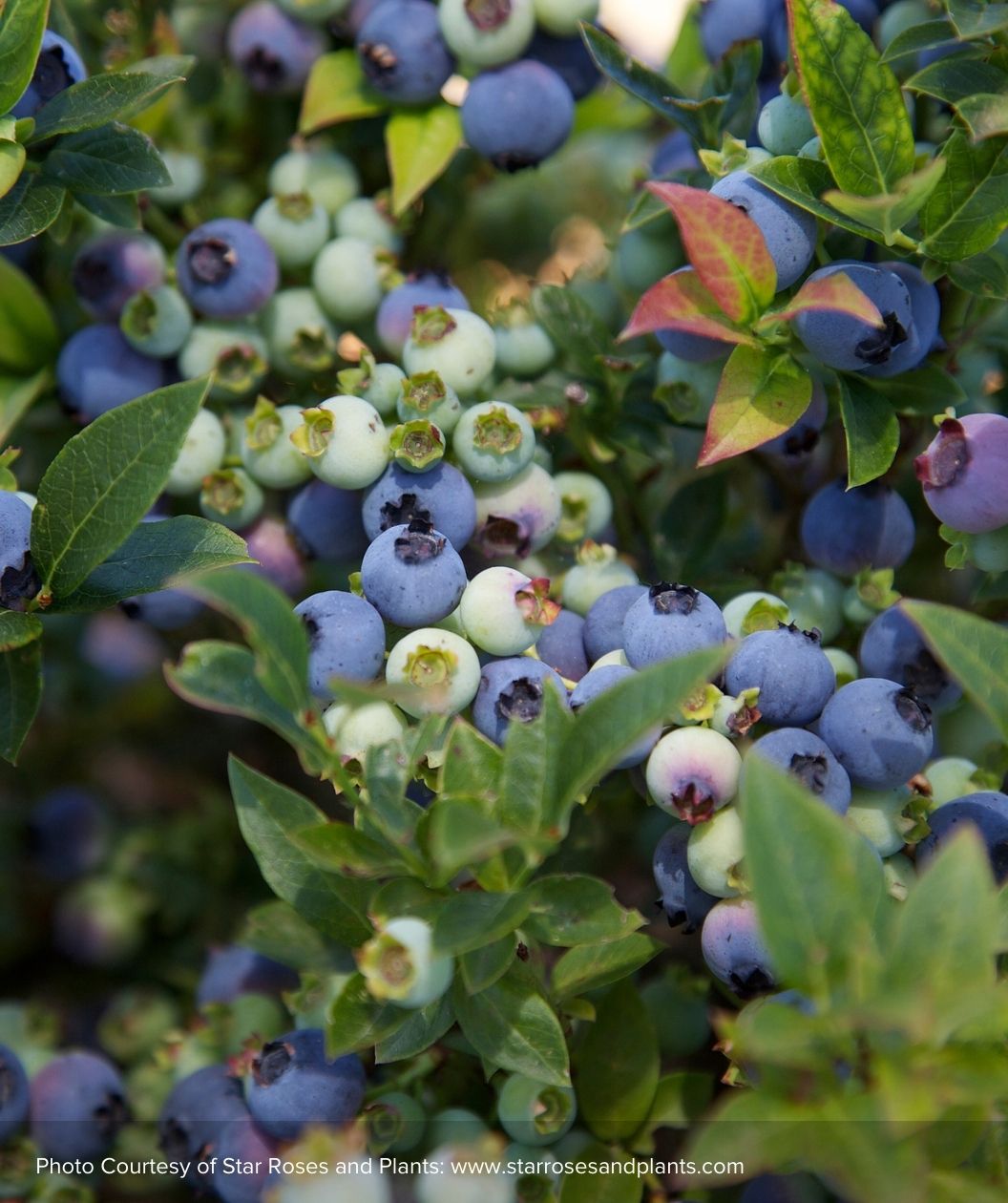 Closeup of Jelly Bean blueberries surrounded by rich green foliage