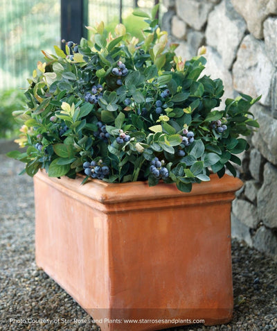 Peach Sorbet blueberry bush potted in a rectangle terracotta pot and full of blueberries