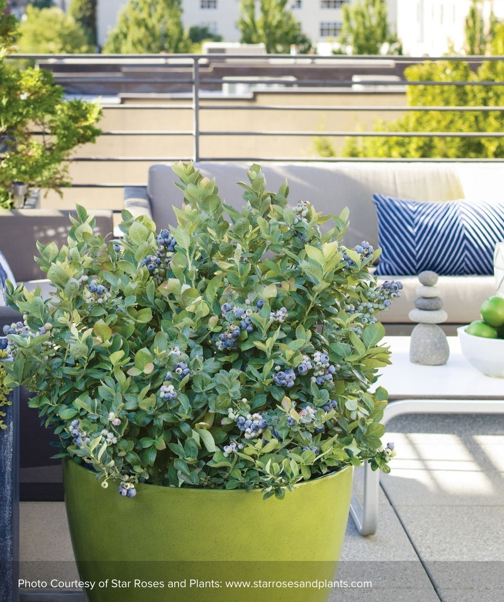 Peach Sorbet blueberry bush planted in bright green patio pot and full of fresh blueberries