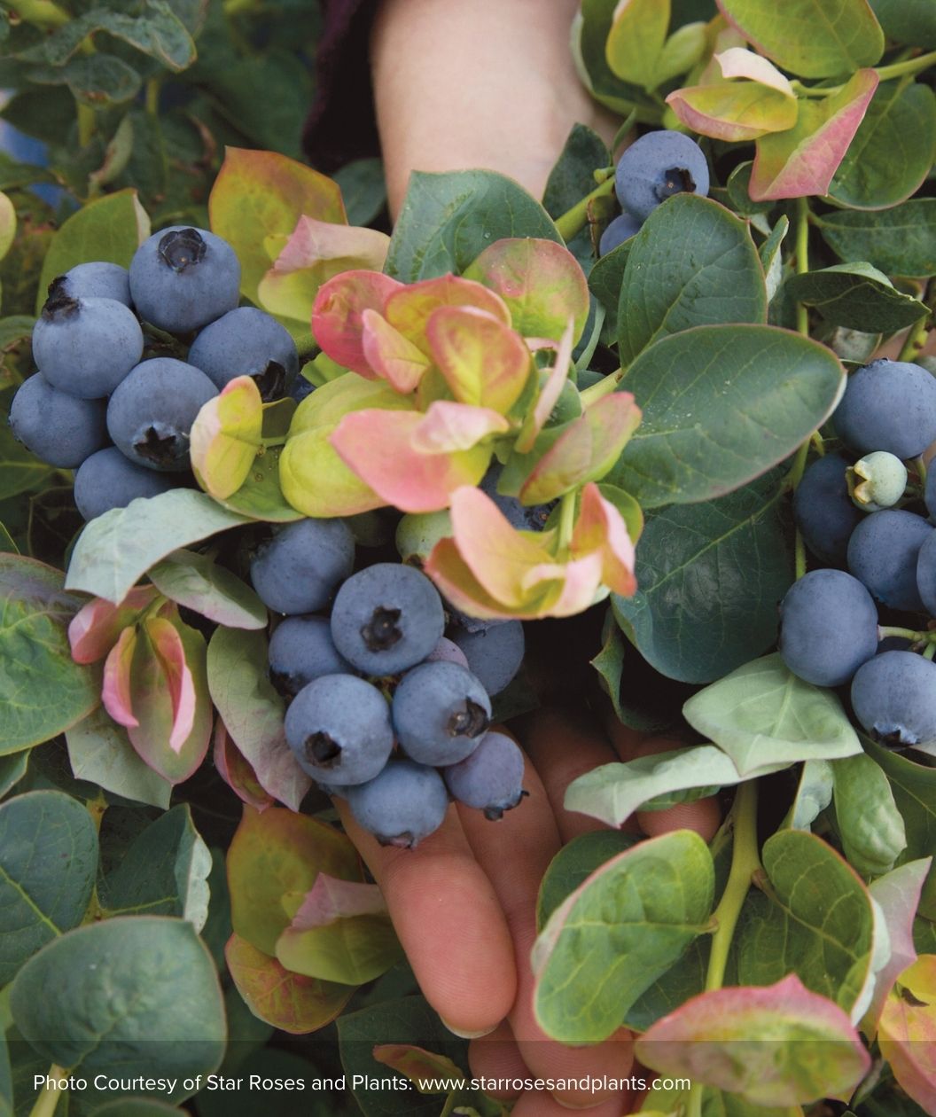 Closeup of Peach Sorbet blueberries surrounded by rich green and yellow-pink foliage