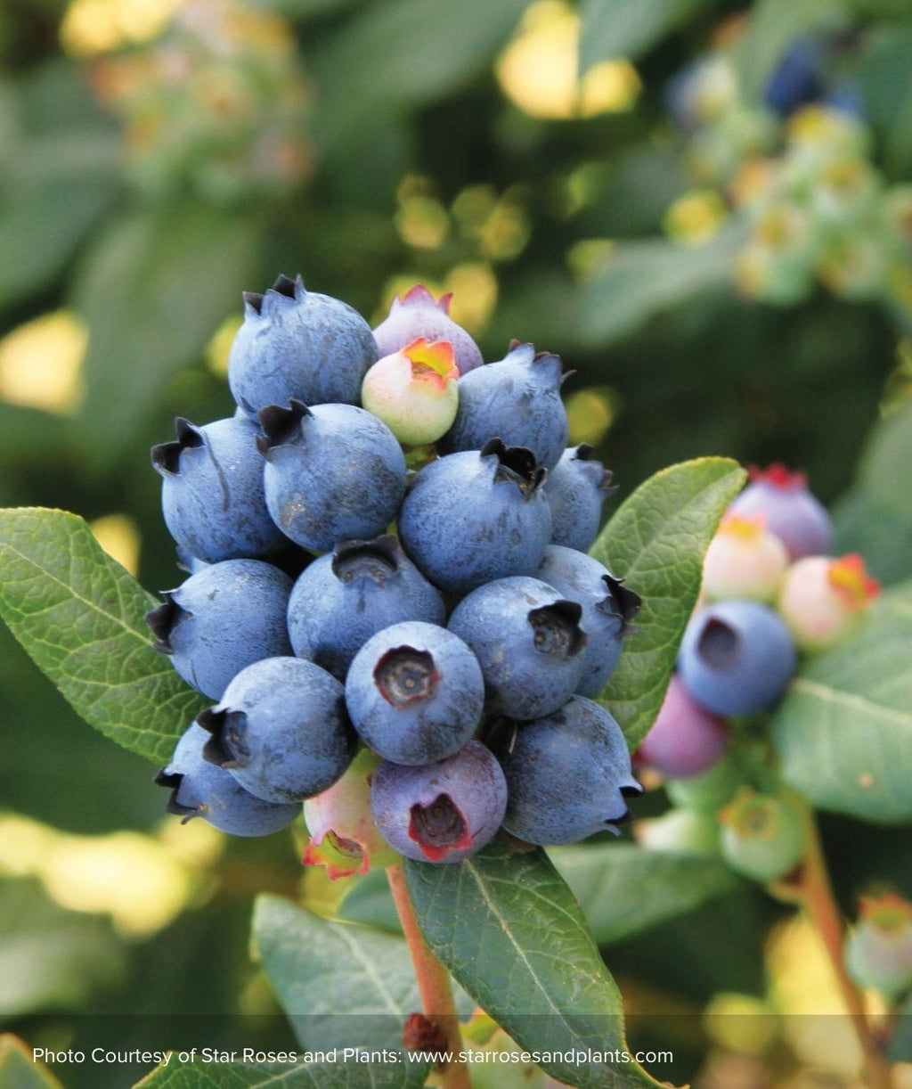 Closeup of blue Perpetua blueberries and dark green foliage