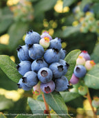 Closeup of blue Perpetua blueberries and dark green foliage