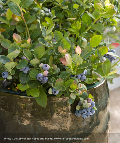Pink Icing blueberry bush planted in brown patio planter with deep green foliage and ripe blueberries hanging over the edge