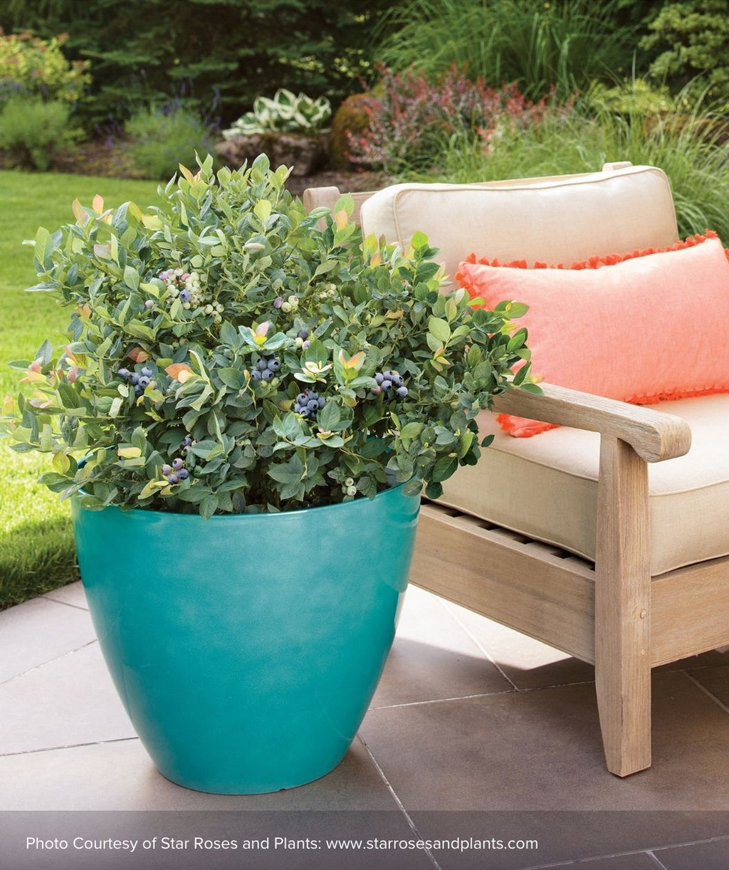 Pink Icing Blueberry bush planted in turquoise patio planter full of deep green foliage and fresh blueberries