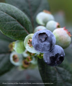 Closeup of Pink Icing blueberries with deep green foliage in the background