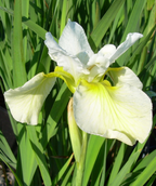 Butter and Sugar Siberian Iris