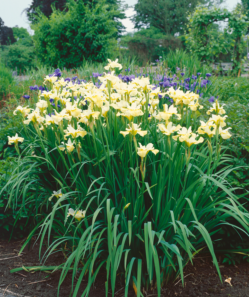 Butter and Sugar Siberian Iris