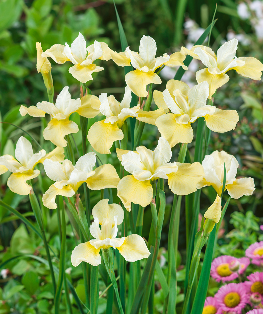 Butter and Sugar Siberian Iris