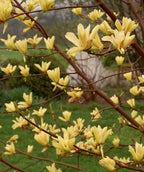 A closeup of the buttery-yellow flowers on the Butterflies Magnolia as they open in early spring