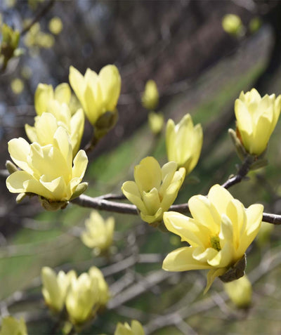 A closeup of the buttery-yellow flowers on the Butterflies Magnolia as they open in early spring