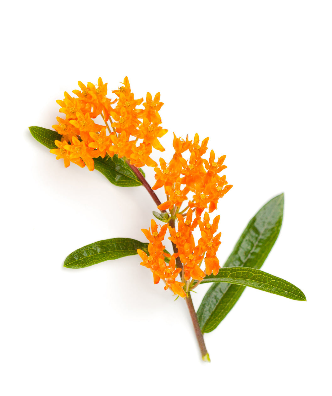 Butterfly Weed orange flowers and deep green leaves on a white background