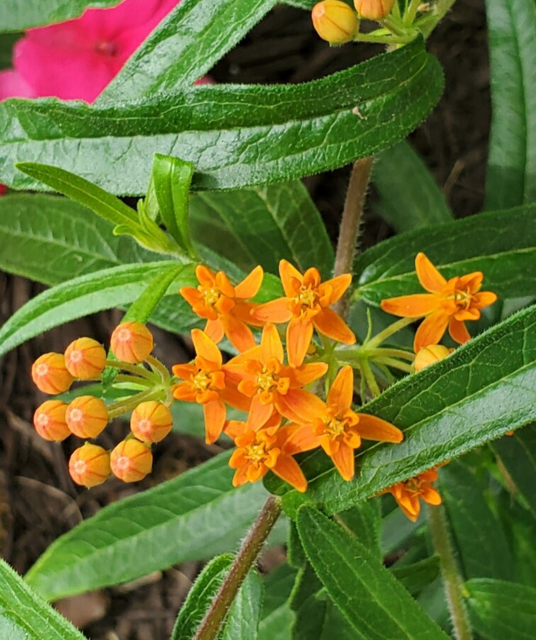 Closeup of Butterfly Weed orange star-shaped flowers and round orange buds