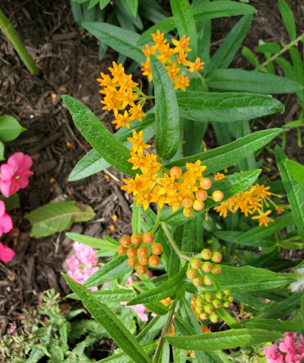Butterfly Weed orange flowers and round orange buds planted in garden bed