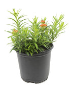 Butterfly Weed product shot on white, light green leaves with small orange blooms