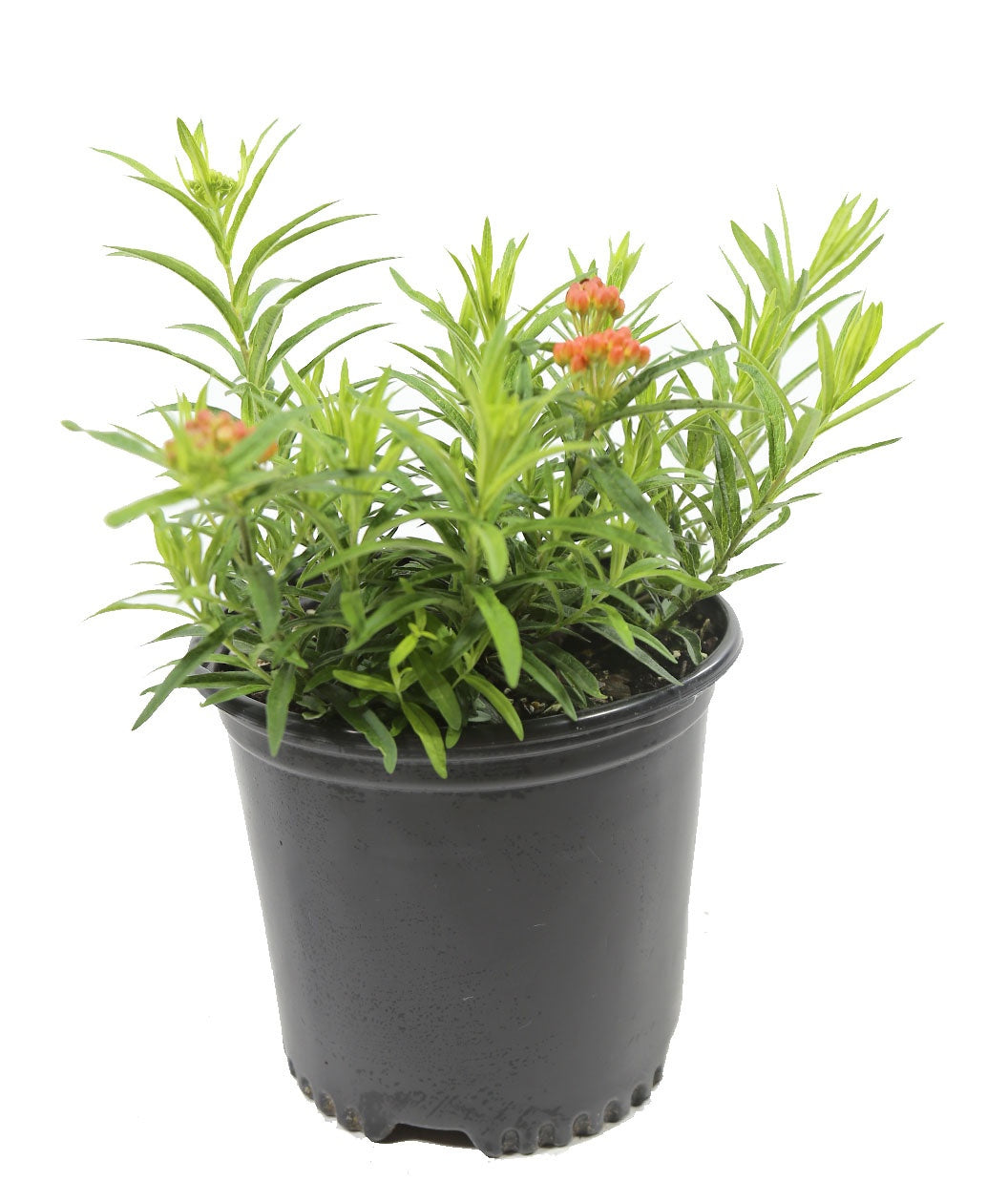 Butterfly Weed product shot on white, light green leaves with small orange blooms