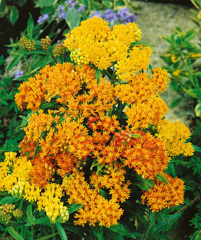 Butterfly Weed bright orange flowers and deep green leaves seen in floral landscape