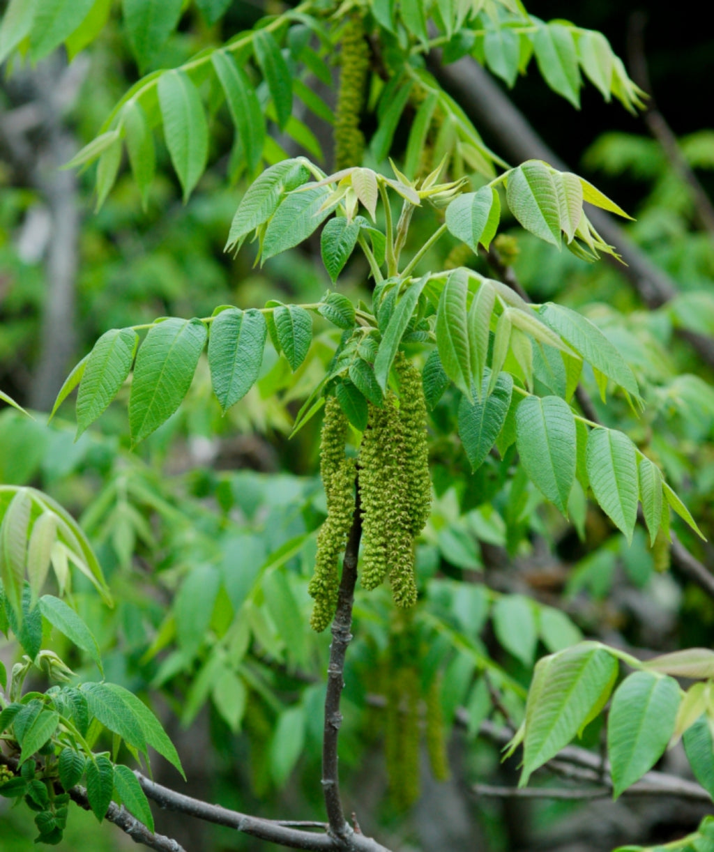 Butternut tree green-yellow flowers hanging under green leaves