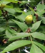 Butternut green leaves and green-yellow nuts on branch