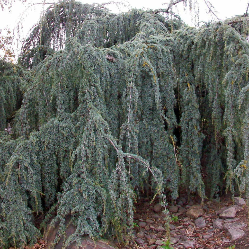 Weeping Blue Atlas Cedar | 3XL | 6-7 ft. tall, serpentine form | Ships in