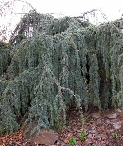 Weeping Blue Atlas Cedar growing in a landscape, the blue green short needle covered weeping branches of this tree are the focal point as they cascade down covering anything in its path