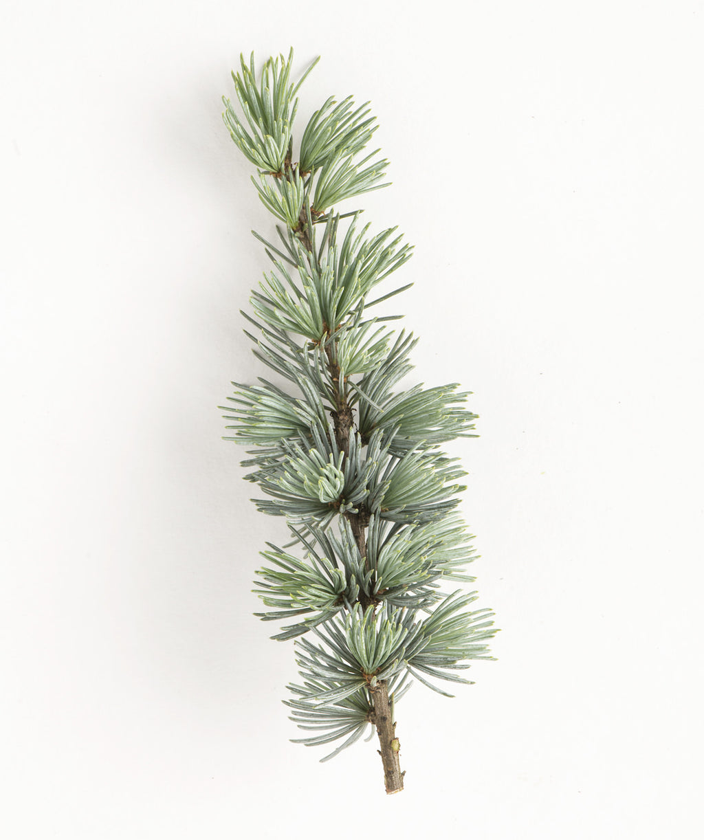 Weeping Blue Atlas Cedar foliage on white, thin short blue gray colored needles on a gray branch