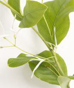 White Fringetree branch on white, waxy looking green conical shaped leaves with small stringy white fragrant flowers on a green branch