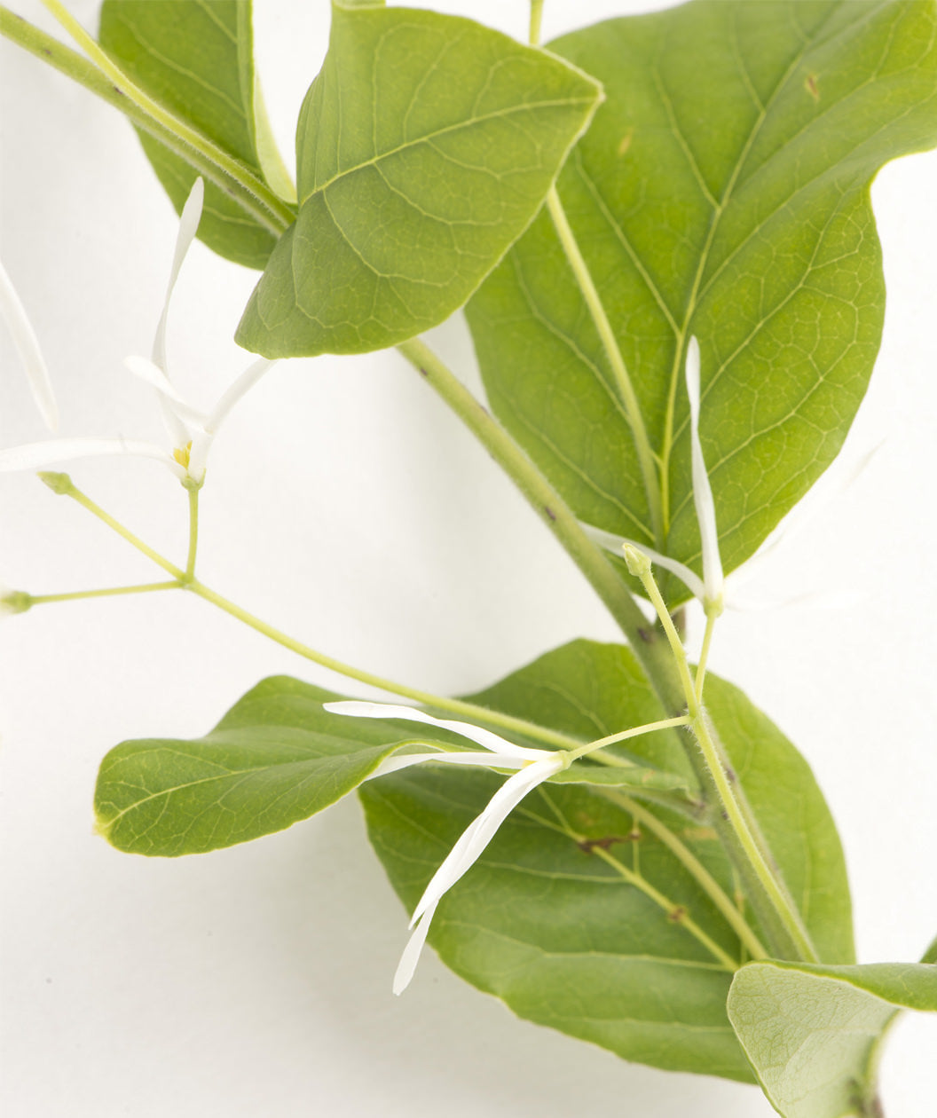 White Fringetree branch on white, waxy looking green conical shaped leaves with small stringy white fragrant flowers on a green branch