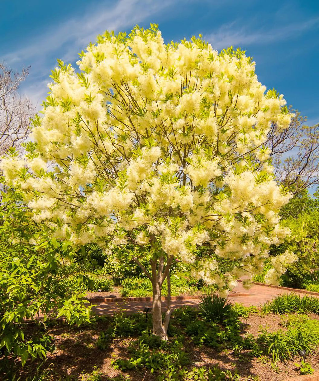 White Fringetree planted in a landscape, waxy looking green conical shaped leaves emerge from various plumes of small stingy fragrant white flowers