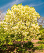 White Fringetree planted in a landscape, waxy looking green conical shaped leaves emerge from various plumes of small stingy fragrant white flowers