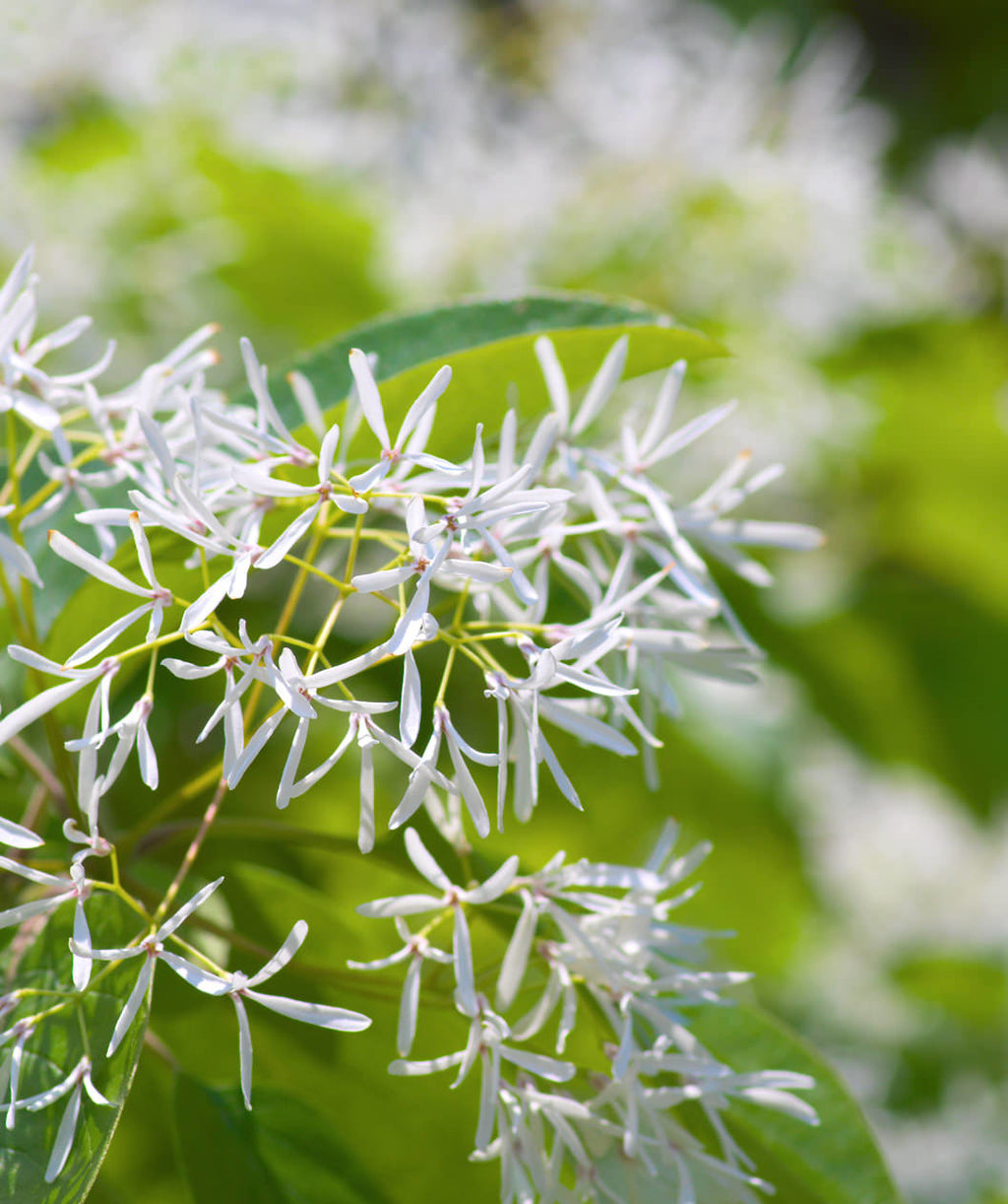 Close up of White Fringetree flowers, small stringy fragrant white flowers