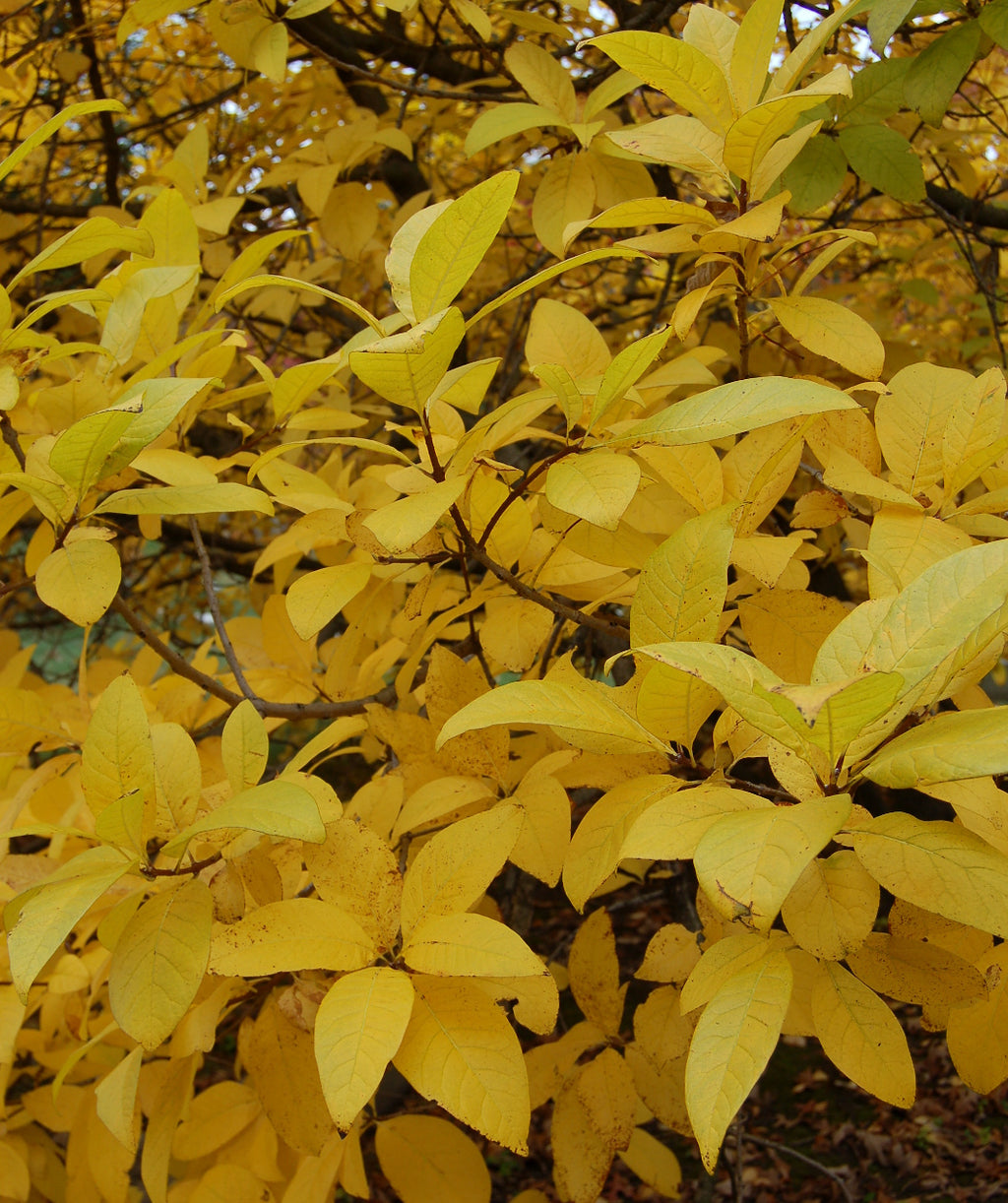 White Fringetree with fall color, in fall the waxy looking green conical shaped leaves turn a shiny yellow color