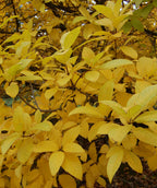 White Fringetree with fall color, in fall the waxy looking green conical shaped leaves turn a shiny yellow color