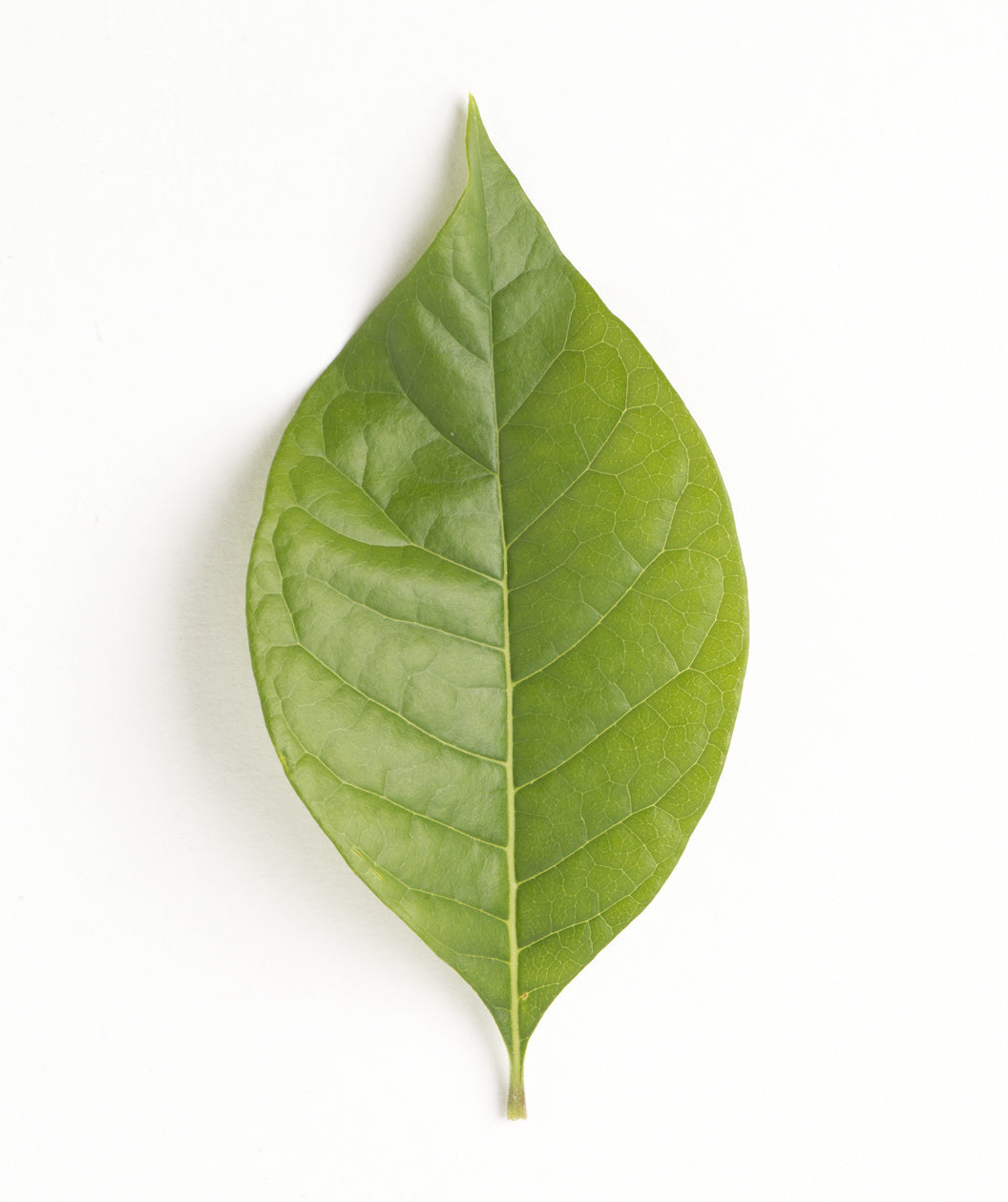 White Fringetree leaf on white, waxy looking green conical shaped leaf