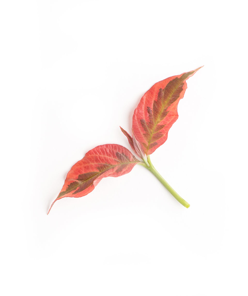 A closeup of the Firebird Dogwood's creamy white and dark green variegated foliage as it begins to transition to the pinks and purples of the Fall color on a white background