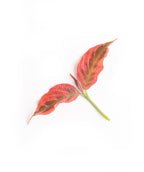 A closeup of the Firebird Dogwood's creamy white and dark green variegated foliage as it begins to transition to the pinks and purples of the Fall color on a white background
