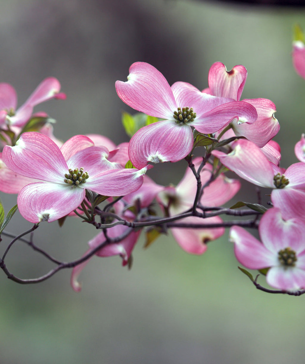 A closeup of the four petaled, bright pink blooms belonging to the Pink Flowering Dogwood, open on the branching before the leaves appear in spring