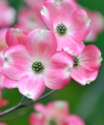 A closeup of the four petaled, bright pink blooms belonging to the Pink Flowering Dogwood, open on the branching before the leaves appear in spring