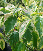 A closeup of the Golden Shadows Variegated Dogwood leaves, showing the creamy white and green variegated foliage