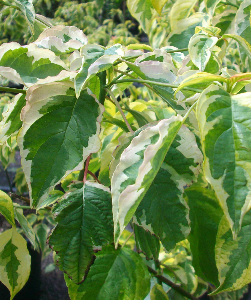 A closeup of the Golden Shadows Variegated Dogwood leaves, showing the creamy white and green variegated foliage