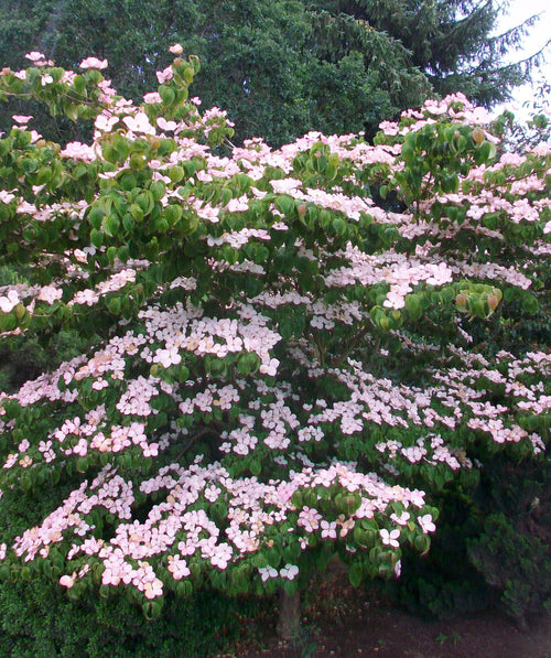 A Satomi Japanese Dogwood planted in a landscape, covered in light pink flowers that rest against dark green foliage