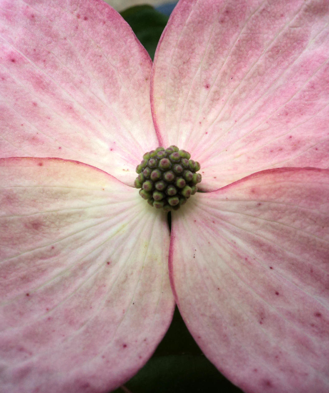 A closeup of a single Satomi Dogwood flower, showing the color transition from white to pink on each petal