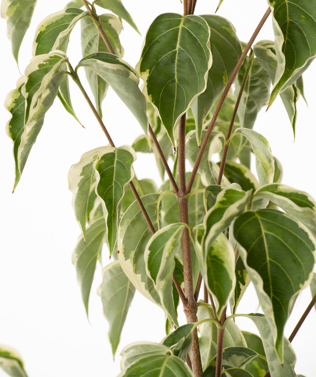 Samaritan® Variegated Japanese Dogwood | Bower & Branch