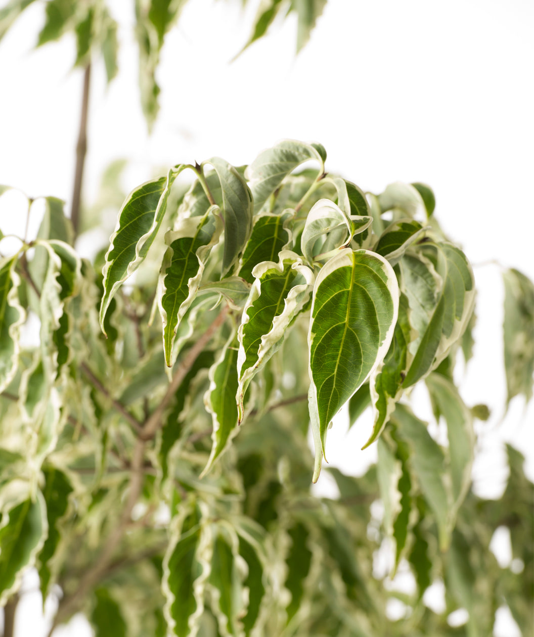 Close up of Samaritan Japanese Dogwood foliage, conical shaped leaves that are green in color with white edges